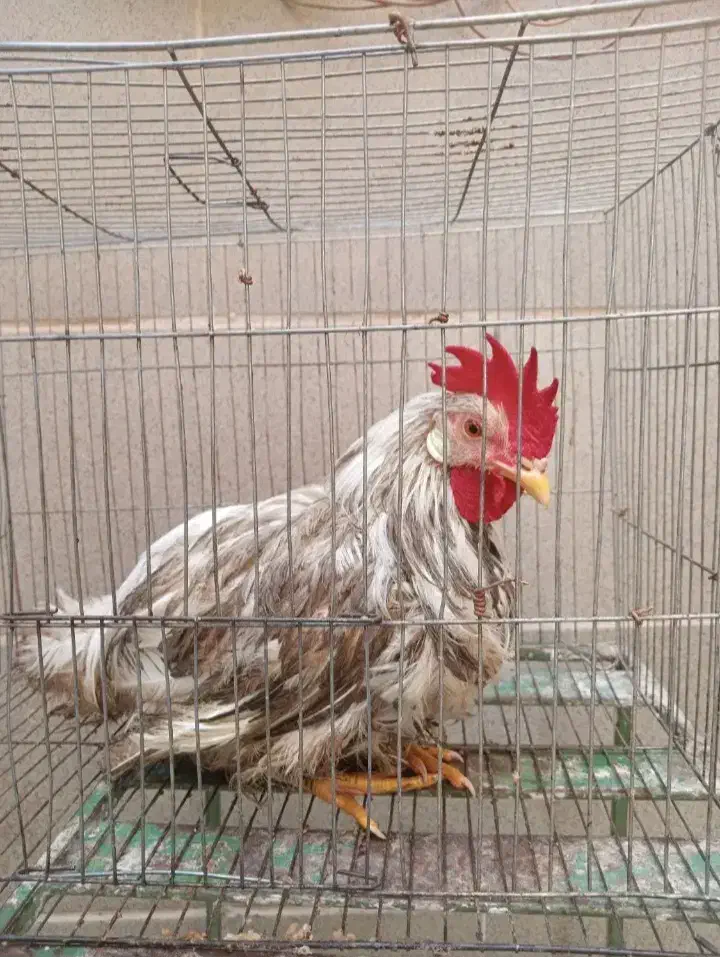 خروس محلی|حیوانات مزرعه|رباط‌کریم, کاظم‌آباد|دیوار