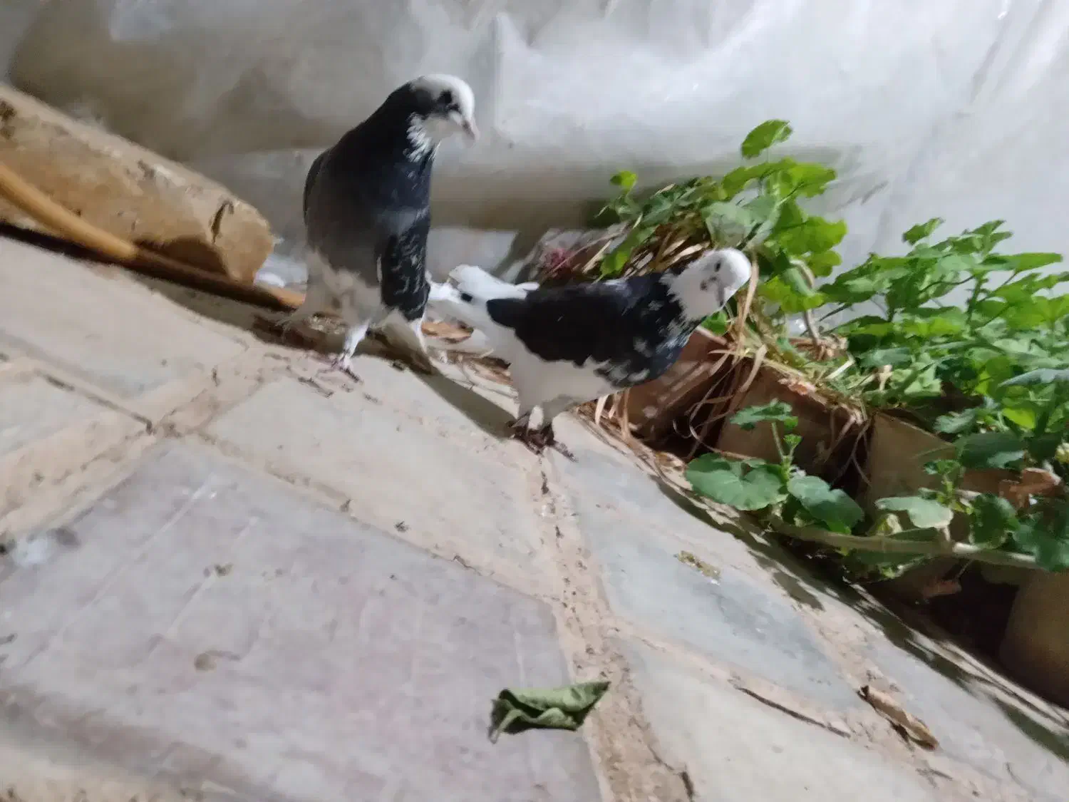 ۸عدد کبوتر طهرانی|پرنده|فرخ‌شهر, |دیوار