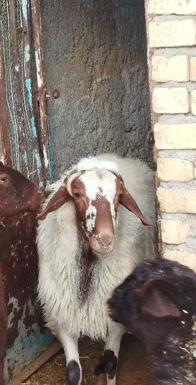 گوسفند|حیوانات مزرعه|خمین, |دیوار