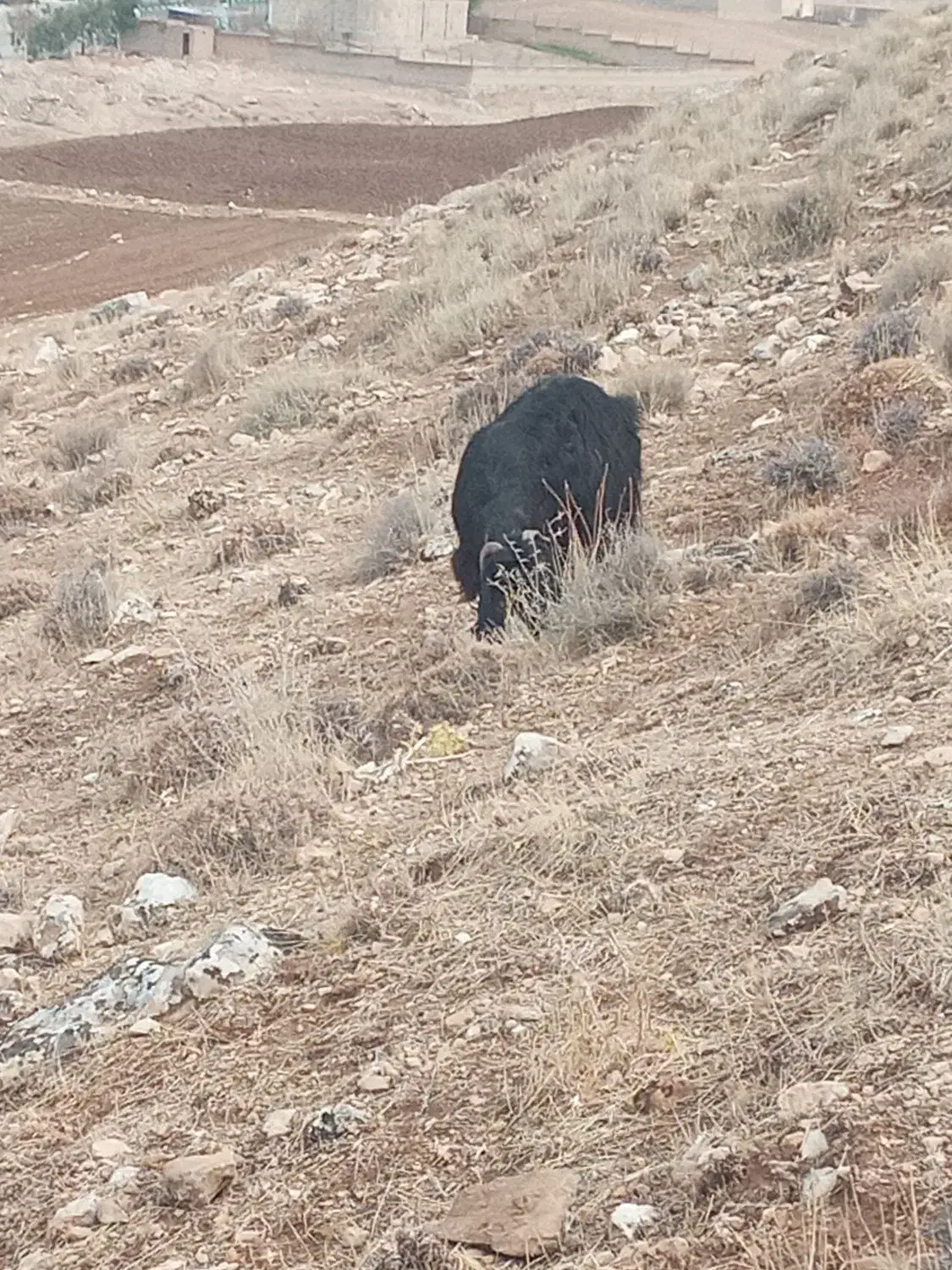 بزجوان|حیوانات مزرعه|طرهان, |دیوار