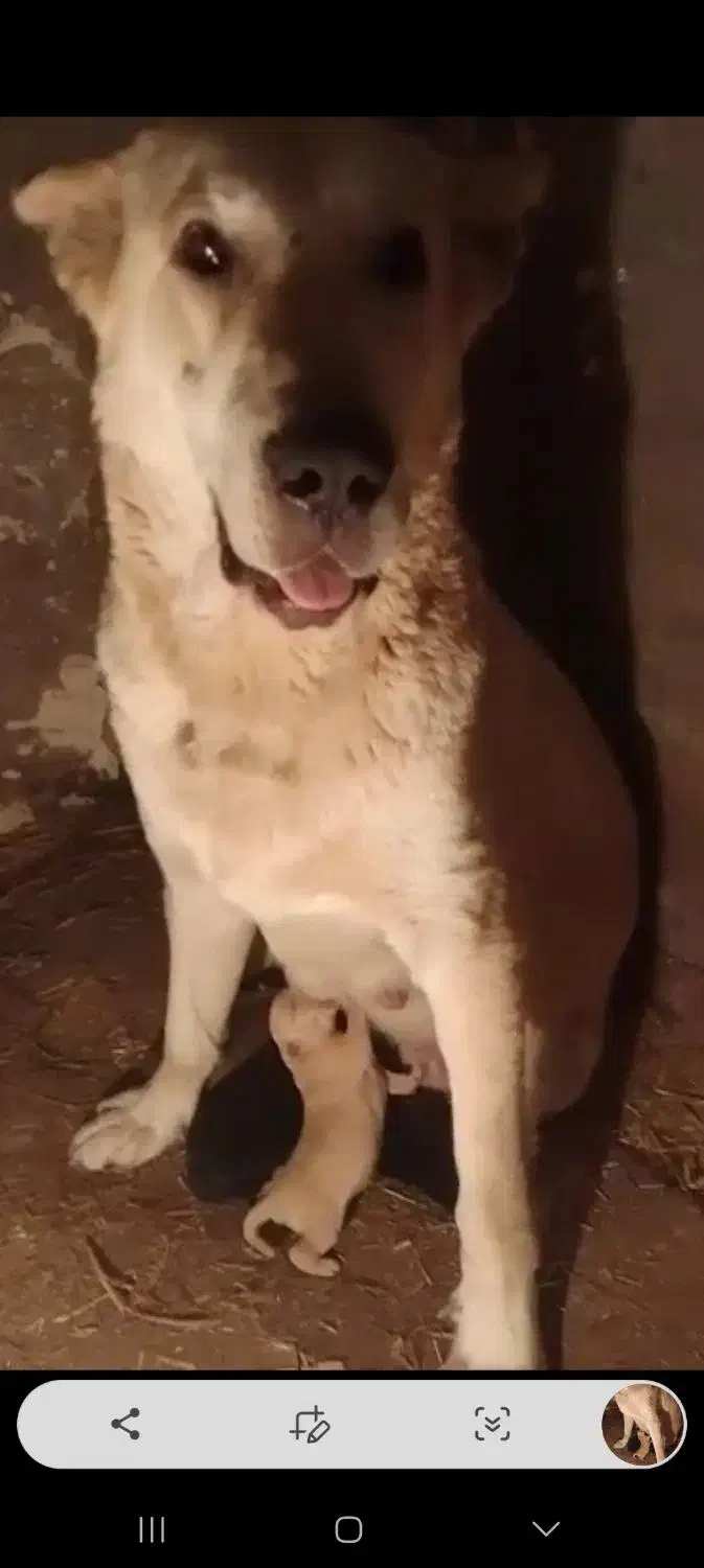 سگ سرابی|سگ|سراب, |دیوار