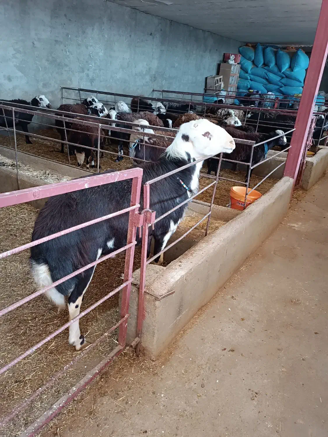 فروش بهترین قوچ کله سفیدپلنگی|حیوانات مزرعه|مشهد, کلاهدوز|دیوار