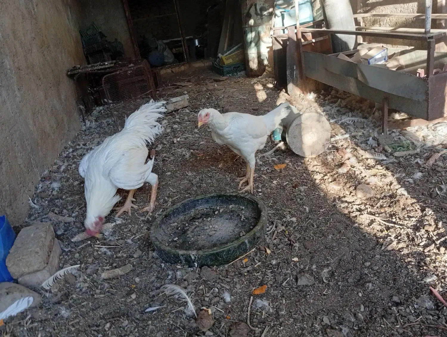 مرغ و خروس لاری|حیوانات مزرعه|آبیک, |دیوار