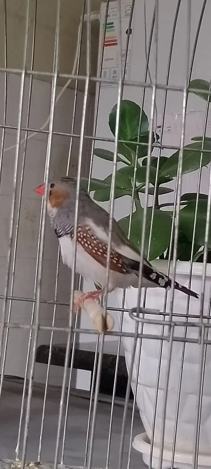 فنچ|پرنده|شاهین‌شهر, شهرک گلدیس|دیوار