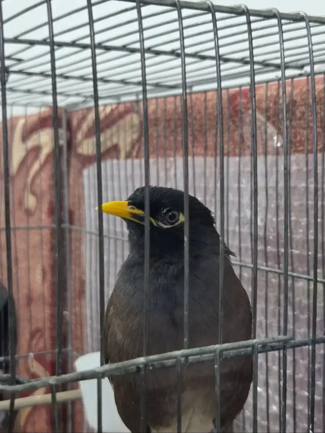 مرغ مینا سخنگو|پرنده|پلدختر, |دیوار