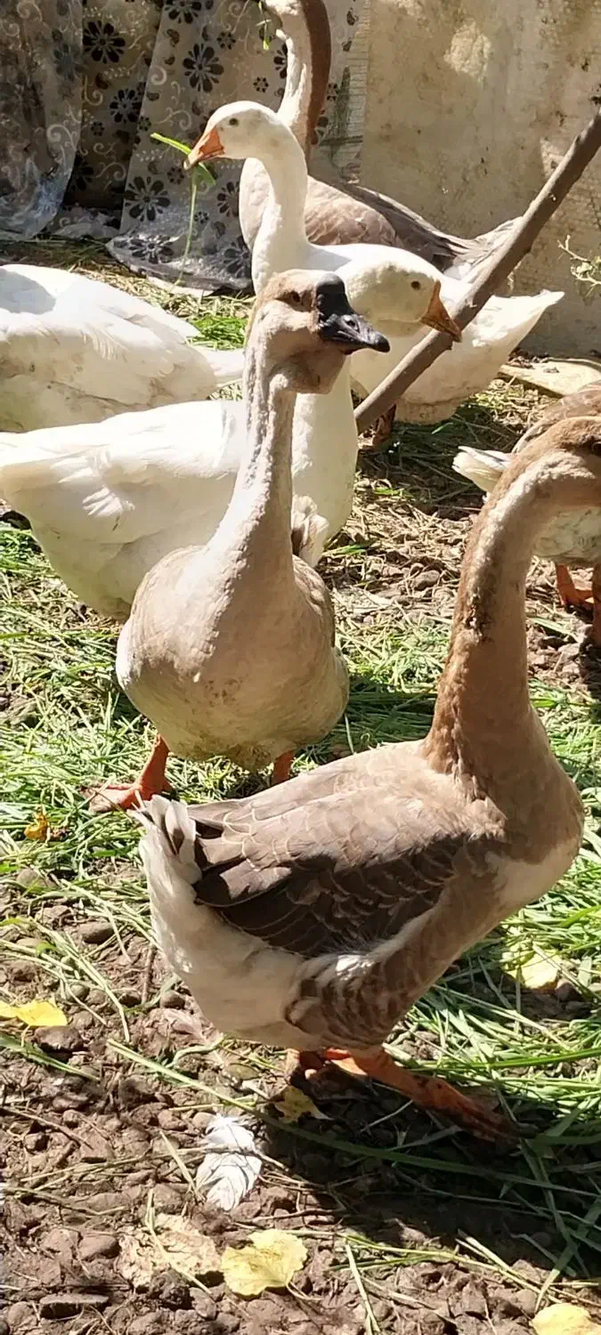 فروش کلی جزعی  انواع طیور شاقاجی|حیوانات مزرعه|سنگر, |دیوار