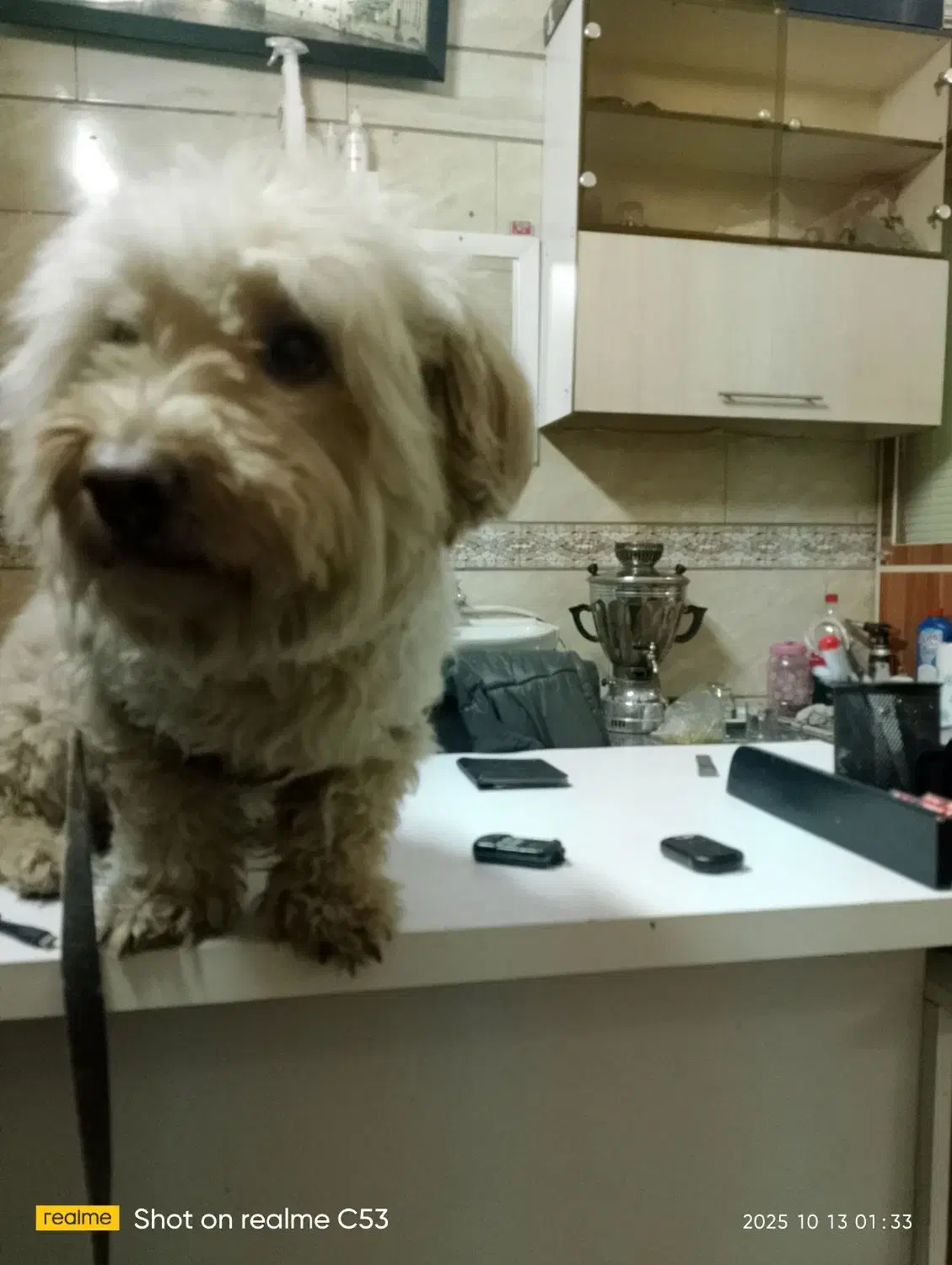 واگذاری سگ شیتزو تریر|سگ|تهران, تهرانپارس غربی|دیوار