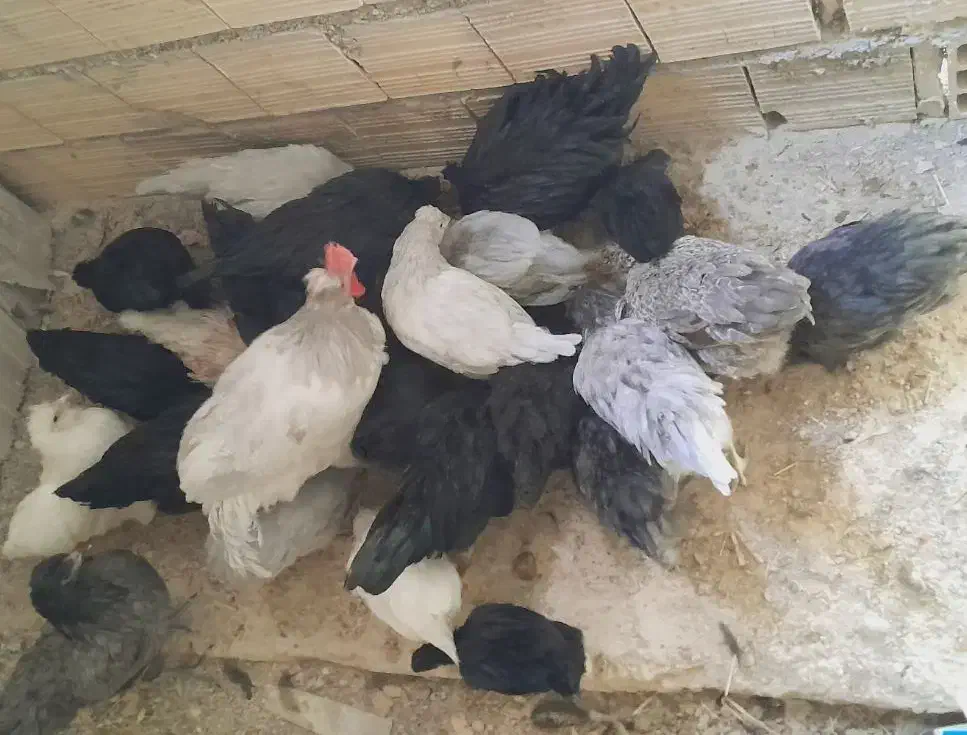 نیمچه مرغ و خروس محلی و زینتی|حیوانات مزرعه|شیراز, شهرک دارایی|دیوار