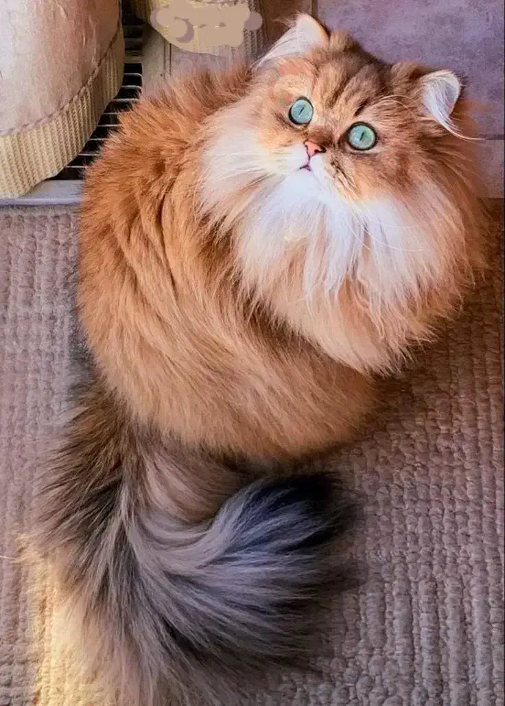 پرشین|گربه|اهواز, کیانپارس |دیوار