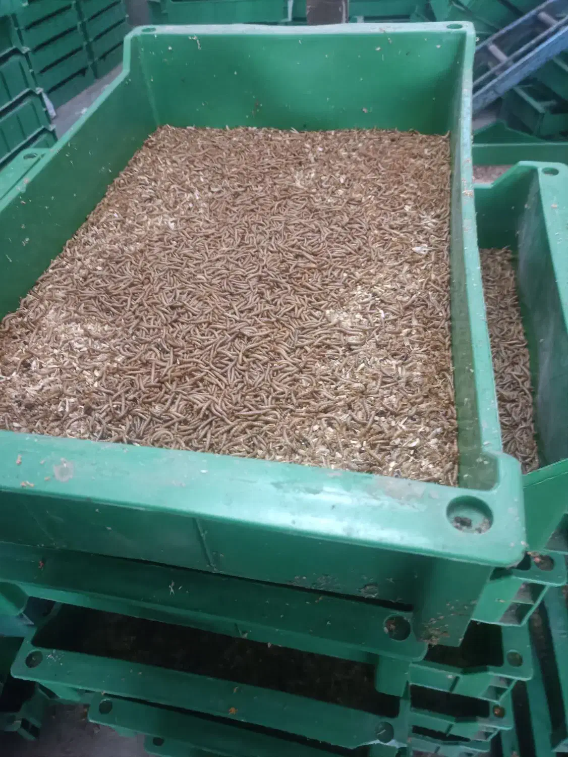 فروش کود کرمملورم|گل و گیاه طبیعی|شیراز, علی آباد|دیوار