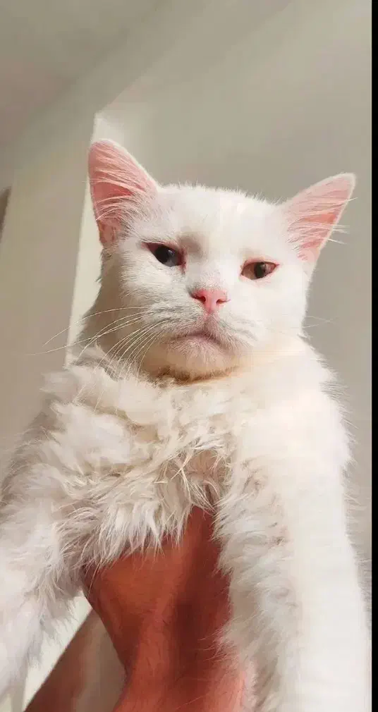 گربه نژاد اصیل|گربه|تهران, صادقیه|دیوار