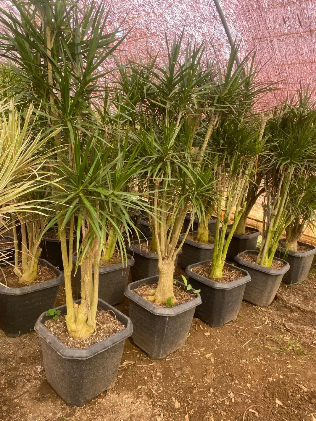 گل دراسینا چندشاخه بزرگ|گل و گیاه طبیعی|رشت, بیجارپس|دیوار