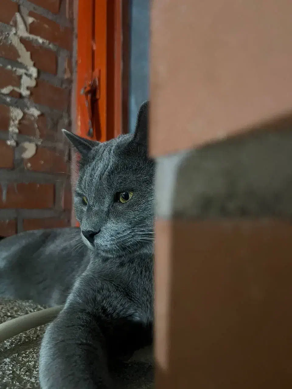 گربه بریتیش|گربه|نقده, |دیوار