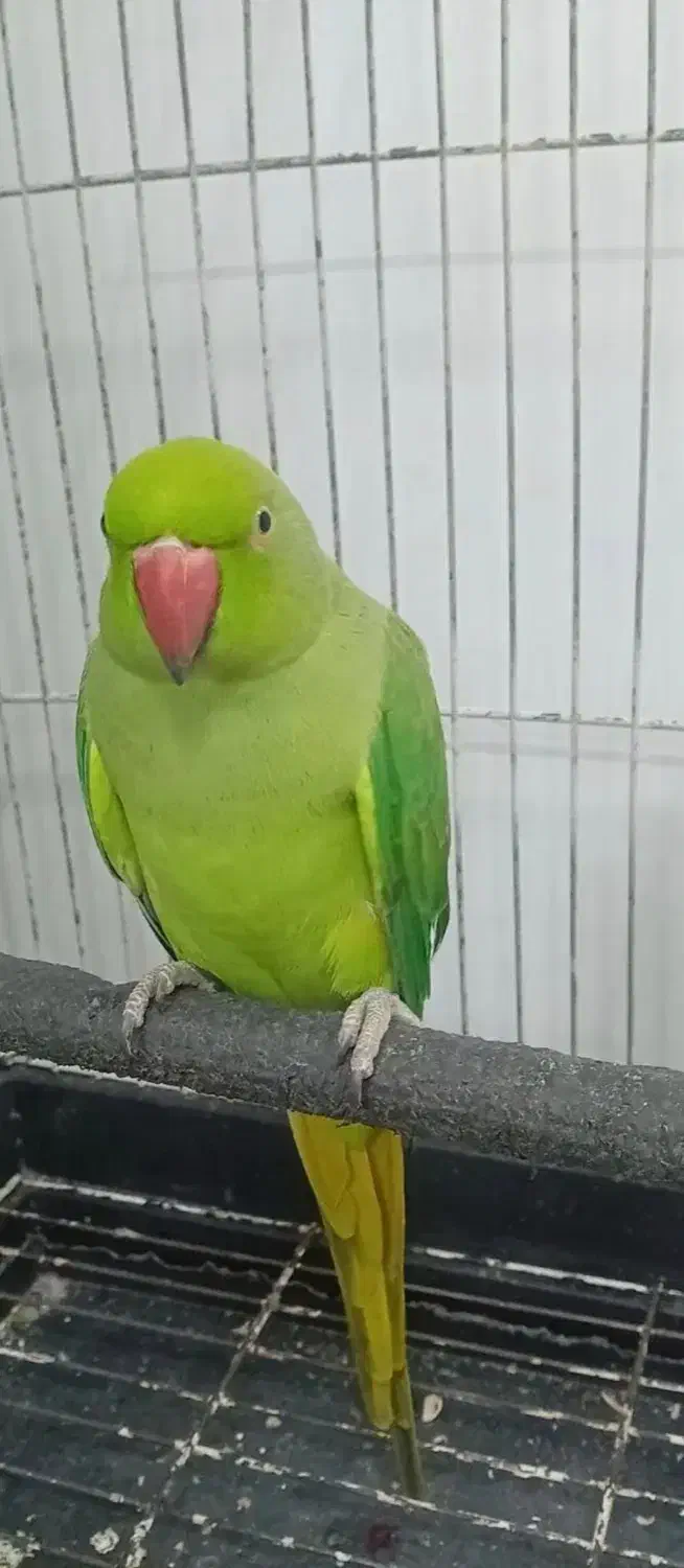 طوطی ملنگوی دوساله فروش فوری|پرنده|اردبیل, |دیوار