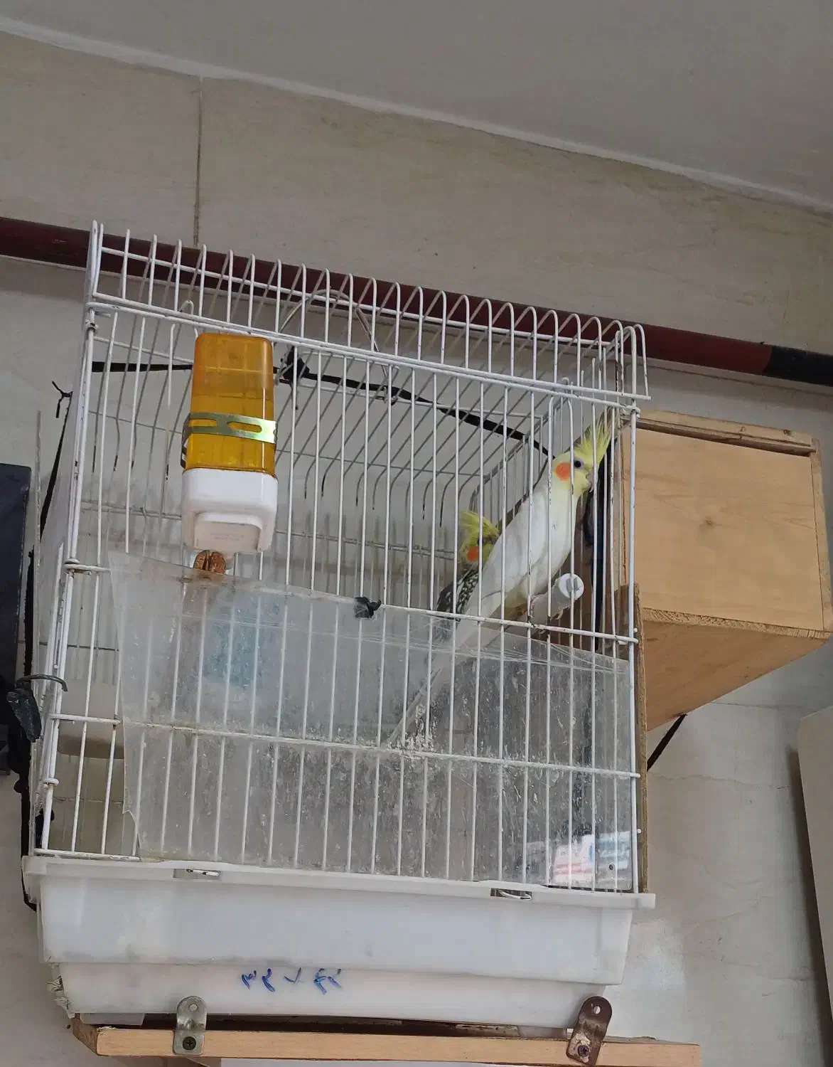 عروس هلندی نرو ماده|پرنده|رشت, حمیدیان|دیوار