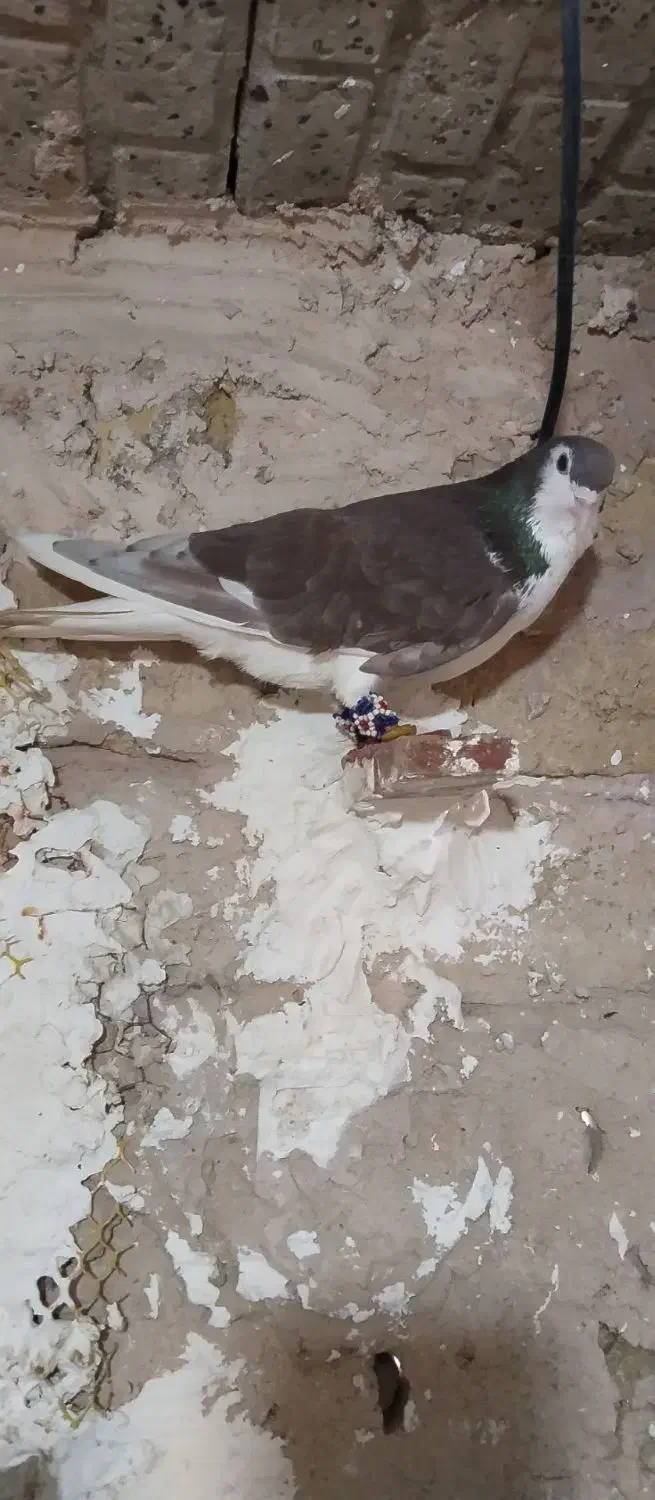 کفتر|پرنده|مشهد, همت آباد|دیوار