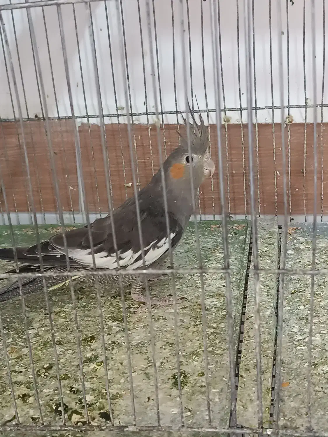 عروس هلندی سینامون مولد|پرنده|آذرشهر, |دیوار