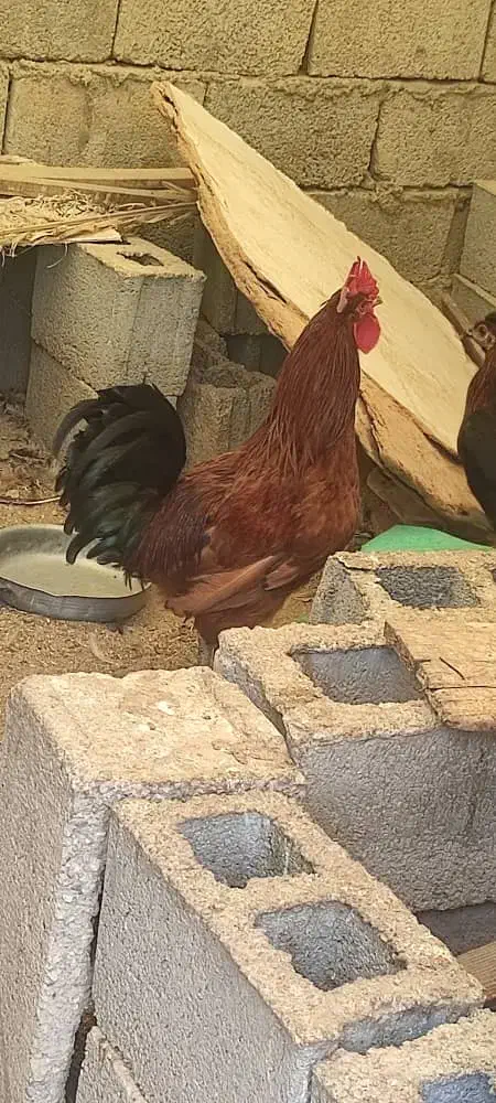مرغ خروس کبوتر|حیوانات مزرعه|کاکی, |دیوار