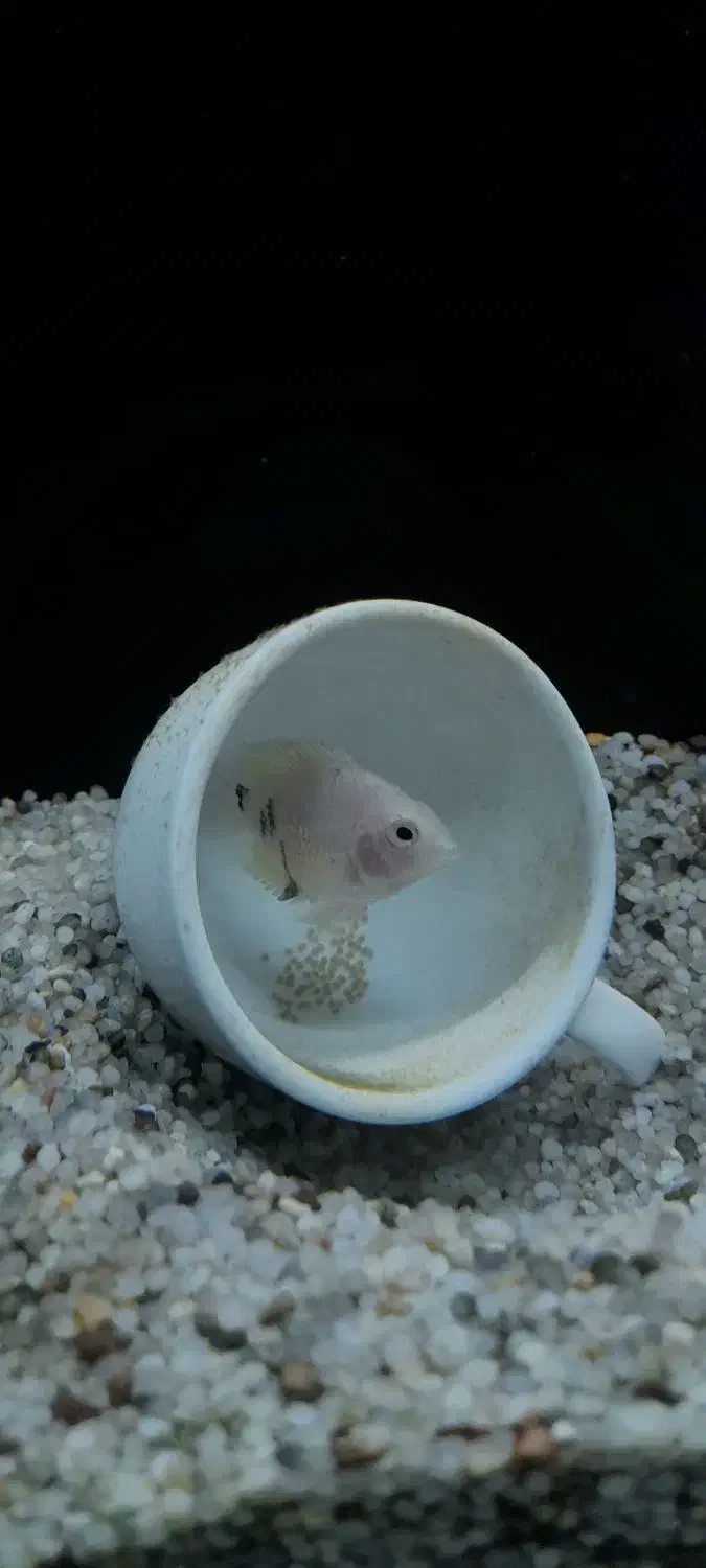 ماهی پرت پلار با لوازم اکواریوم|ماهی|مشهد, مهدی آباد (بلوار توس)|دیوار