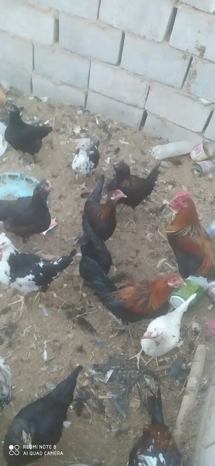 مرغ و خروس|حیوانات مزرعه|رفسنجان, |دیوار