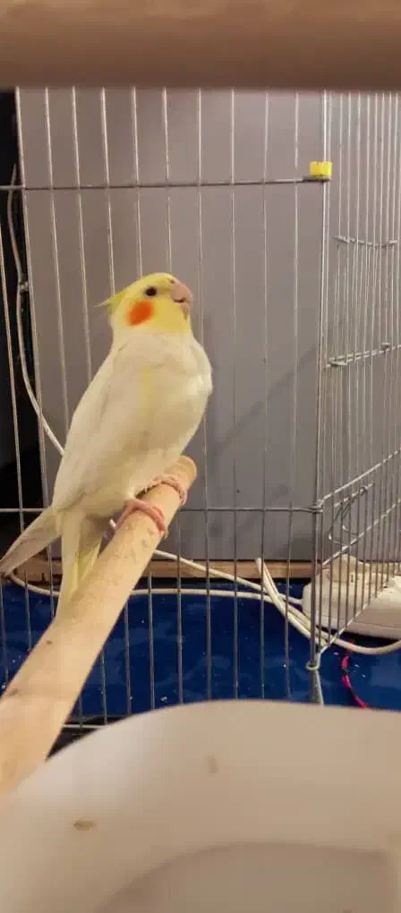 عروس هلندی برافروش|پرنده|شوش, |دیوار