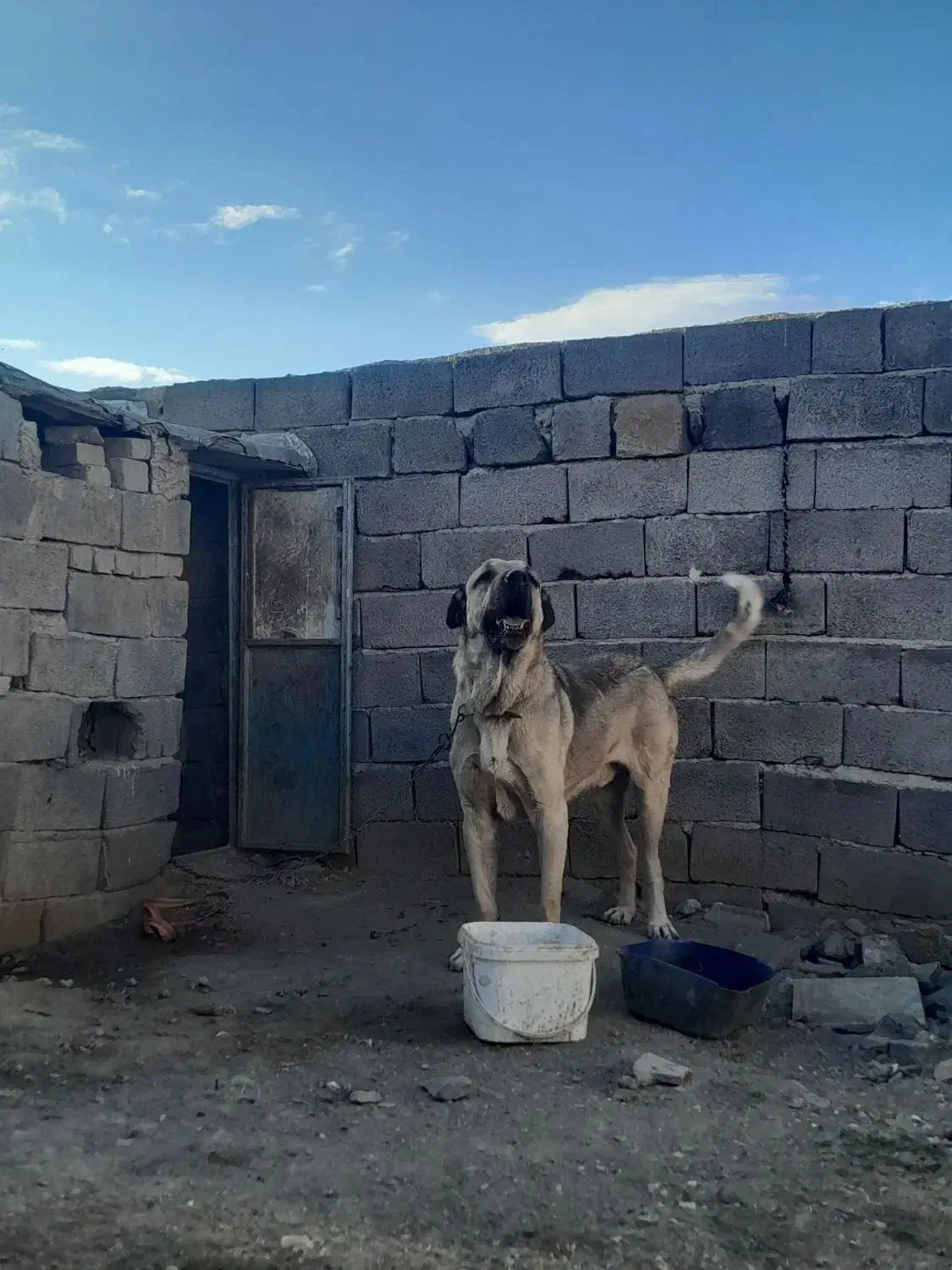 سلام واگزاری سگ پژدر|سگ|بهار, |دیوار