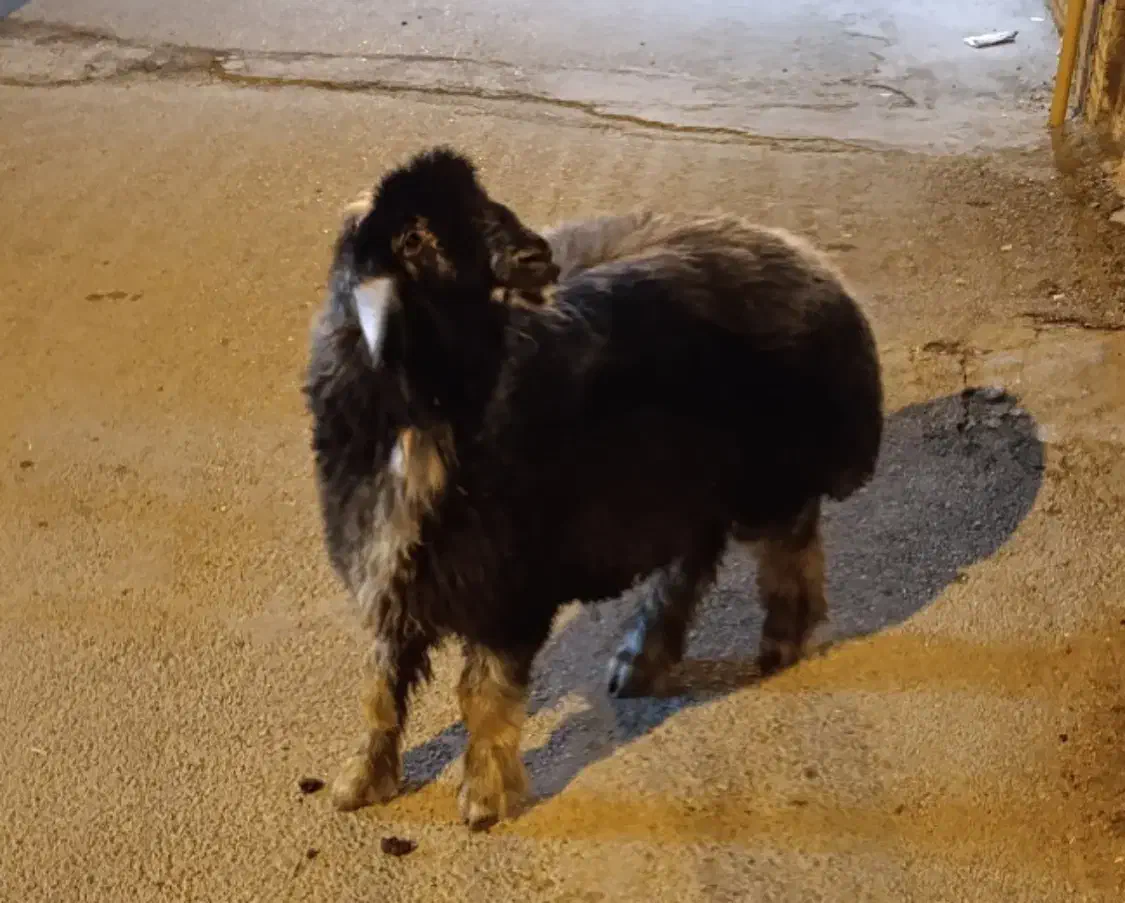 بره نر تخمی قد بلند کشیده|حیوانات مزرعه|بهبهان, |دیوار