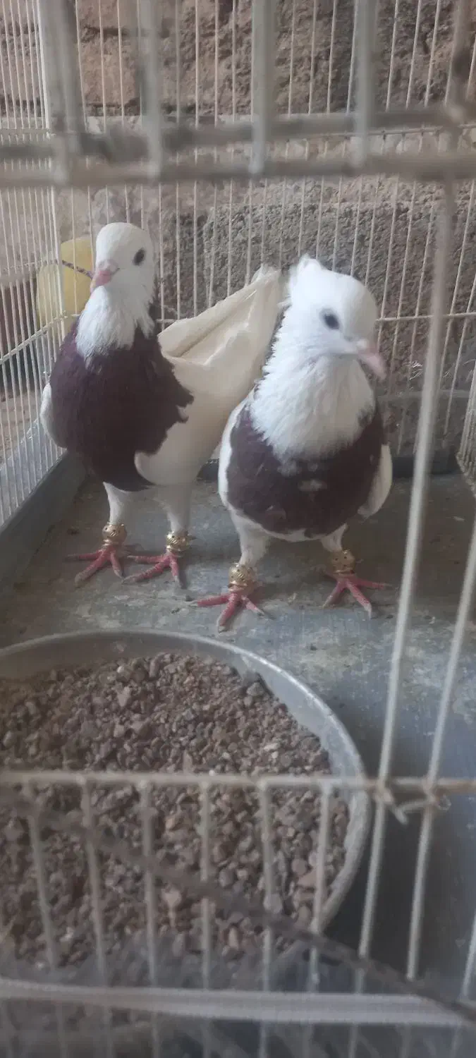 طوقی سرخ|پرنده|قائن, |دیوار