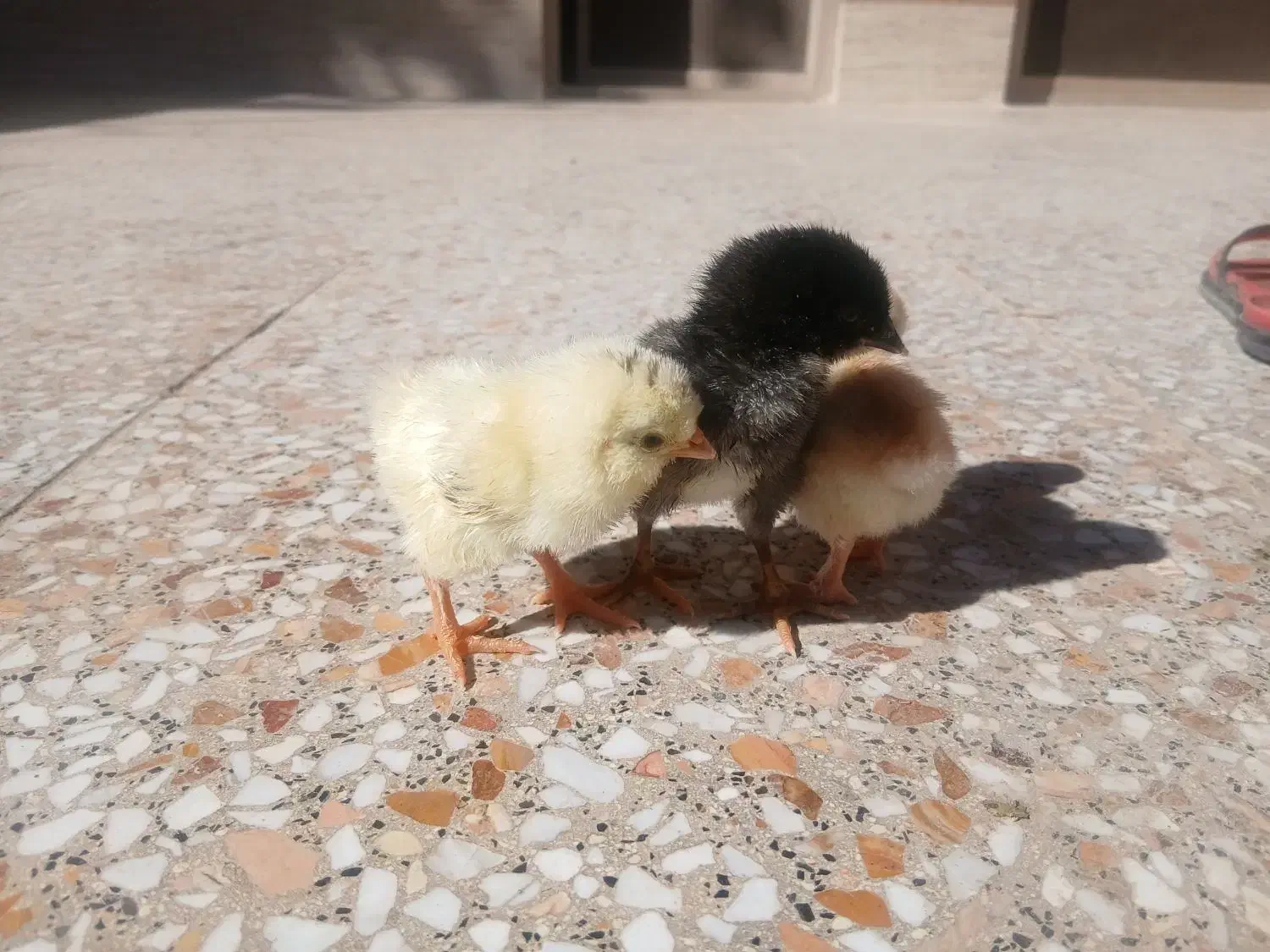 جوجه مرغ|حیوانات مزرعه|شهرضا, |دیوار