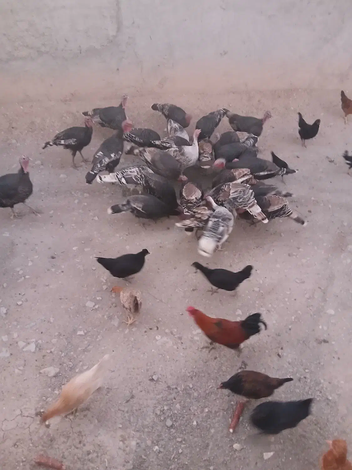 بوقلمون نر وماده|حیوانات مزرعه|دشت ذهاب, |دیوار