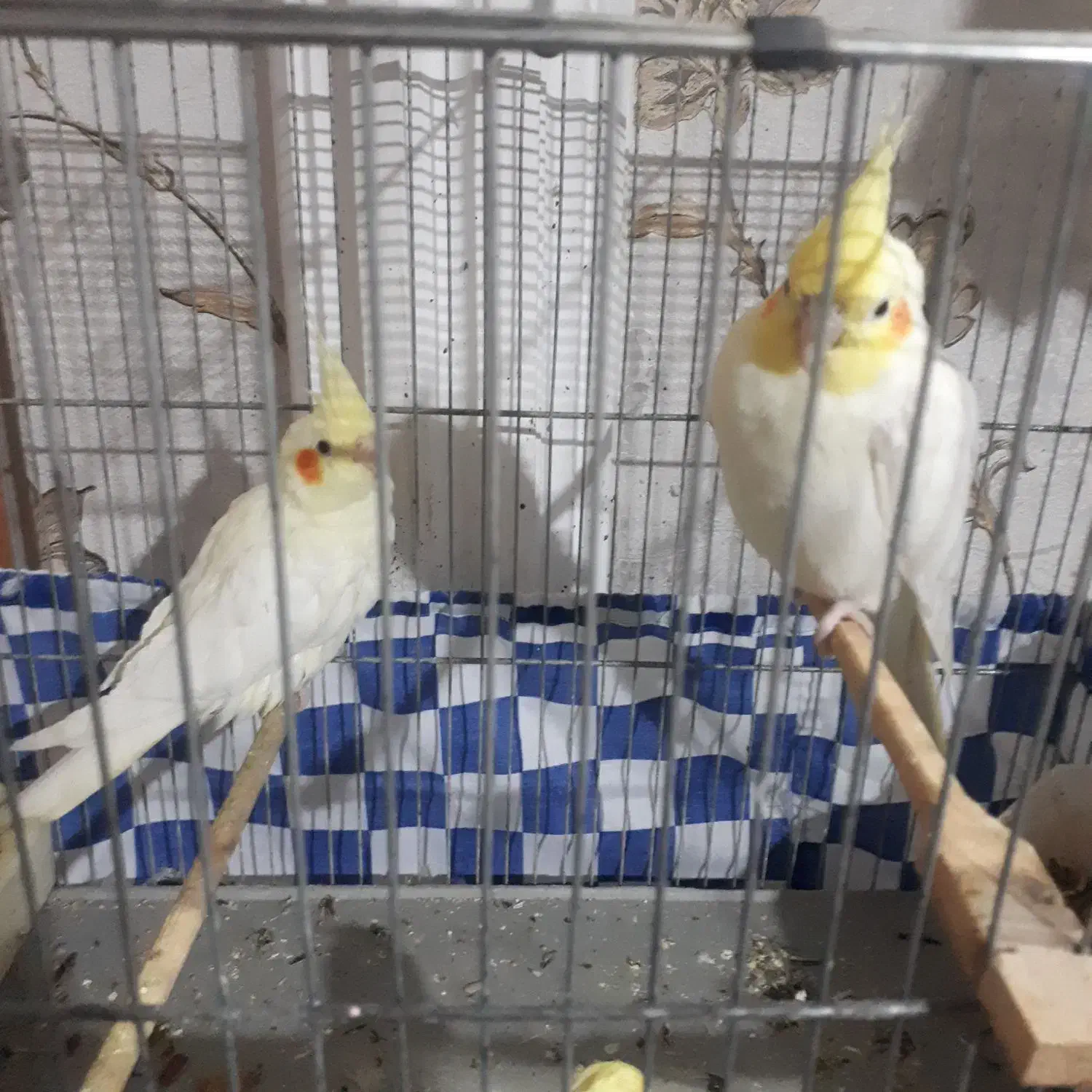 جفت عروس پاریس لوتینو ۳میلیون|پرنده|اهواز, بعثت|دیوار