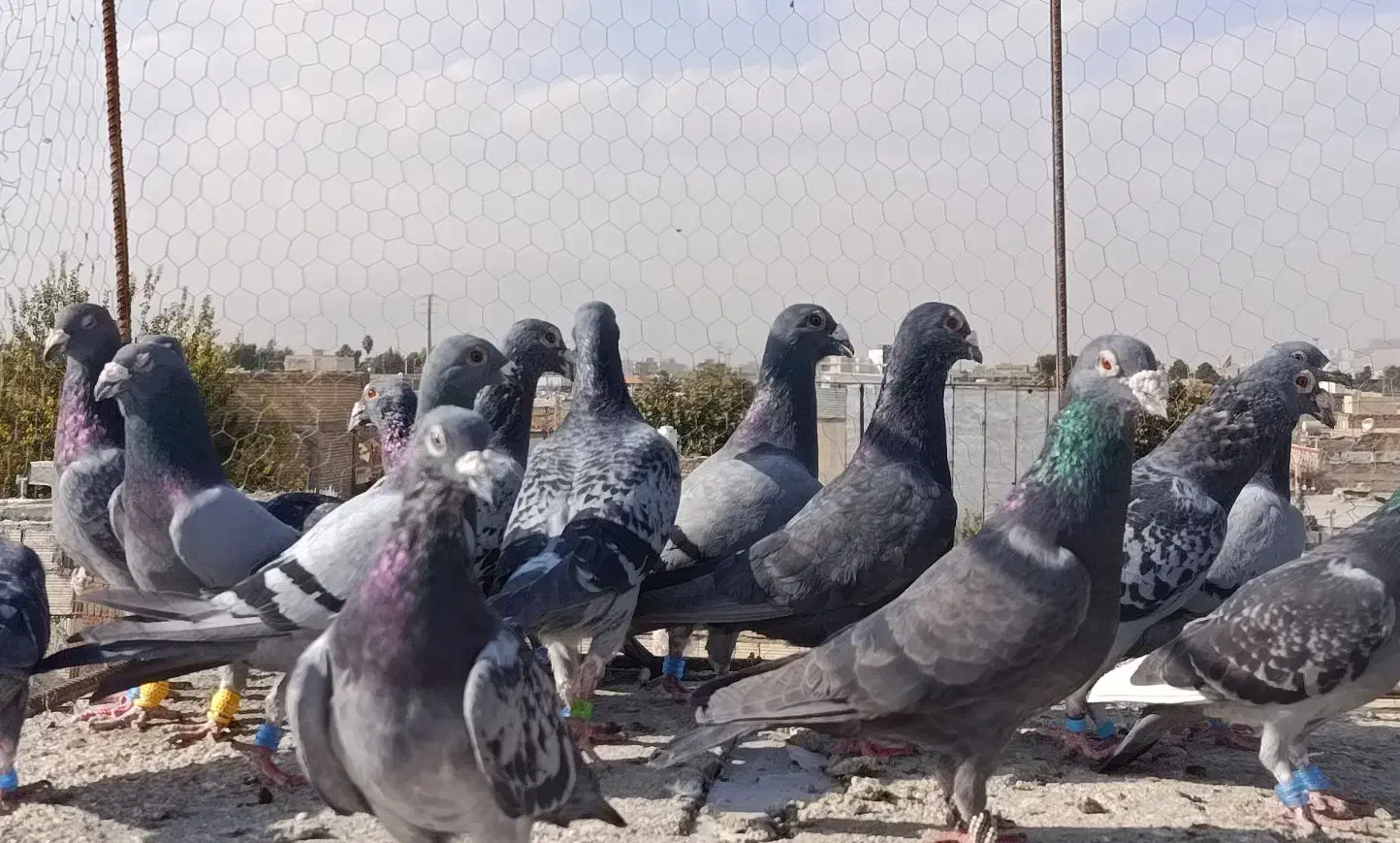 سبزوکوهی ونکی پلاکی|پرنده|شیراز, شیخ علی چوپان|دیوار