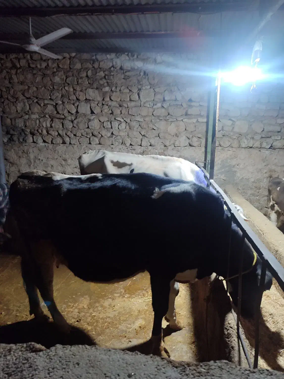 فروش دوعددگاو شیری هلشتاین و یک  گوساله نرسیمینتال|حیوانات مزرعه|ویسیان, |دیوار