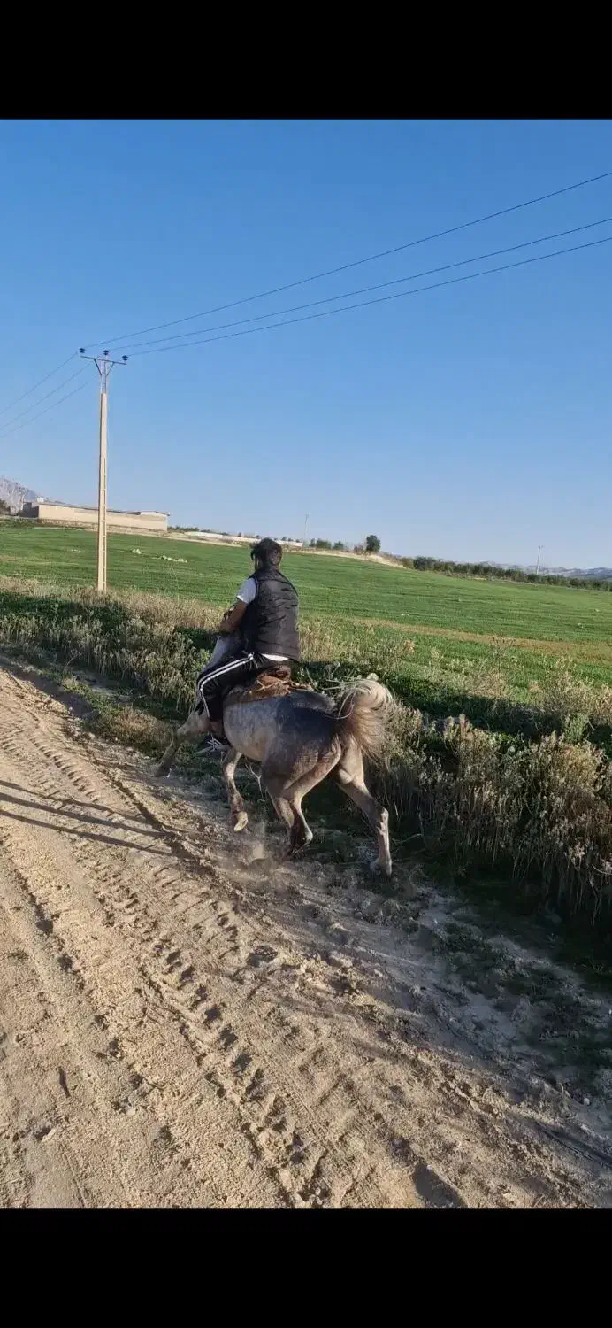 اسب|اسب و تجهیزات اسبسواری|یاسوج, |دیوار