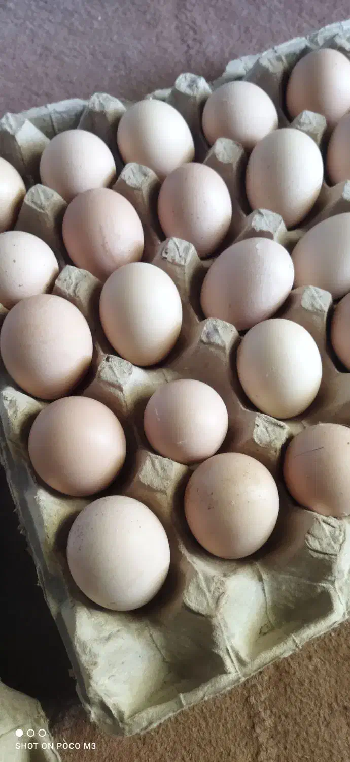 تخم مرغ دوزرده محلی مقوی|خوردنی و آشامیدنی|کرمان, |دیوار