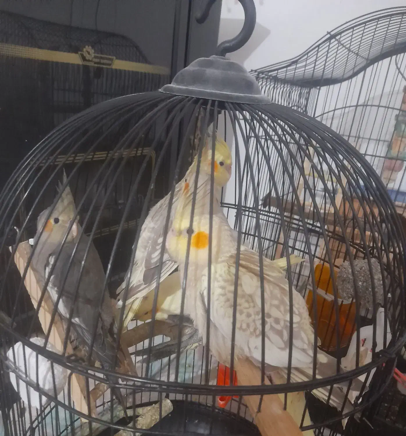 فروش چندتا عروس هلندی نر وماده سرحال|پرنده|لاهیجان, انقلاب|دیوار