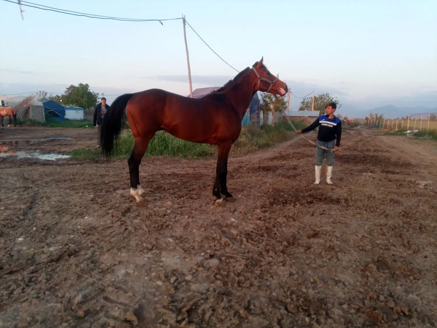 اسب نریان دوخون ۵ ساله قد بلند|اسب و تجهیزات اسبسواری|ری, امین آباد|دیوار