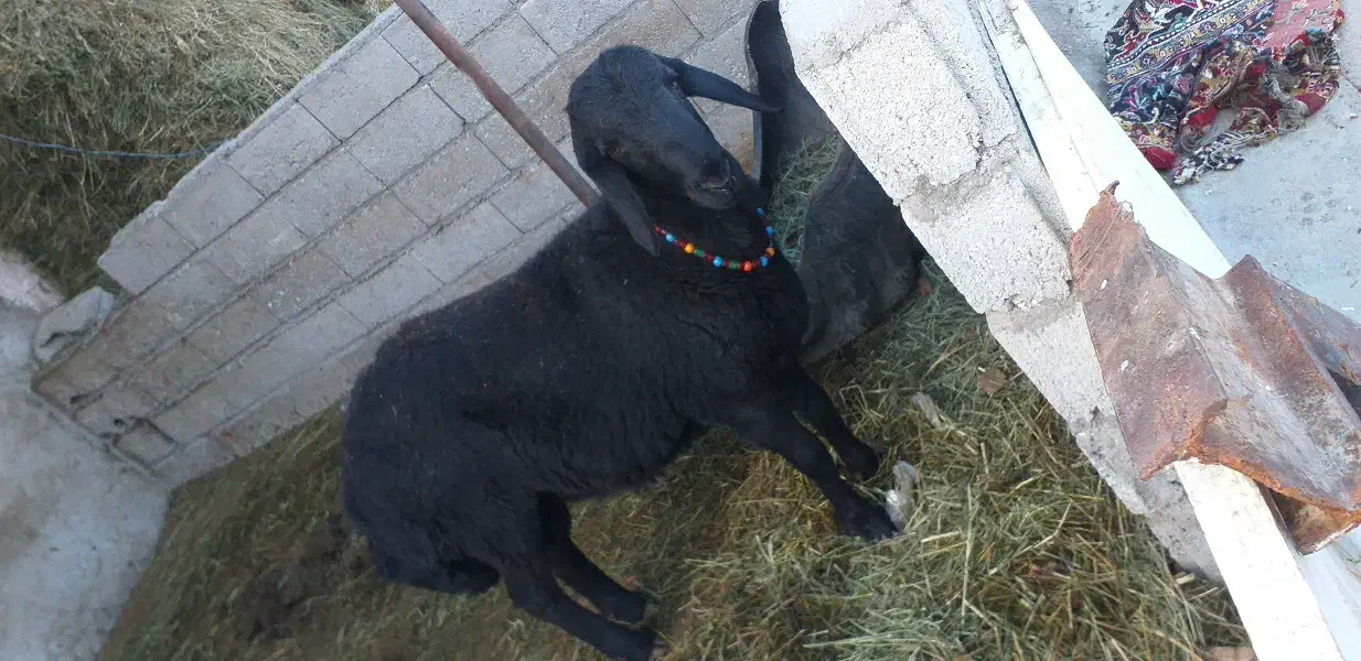 دوتا گوسفند دامازلخ درجه یک|حیوانات مزرعه|بکتاش, |دیوار