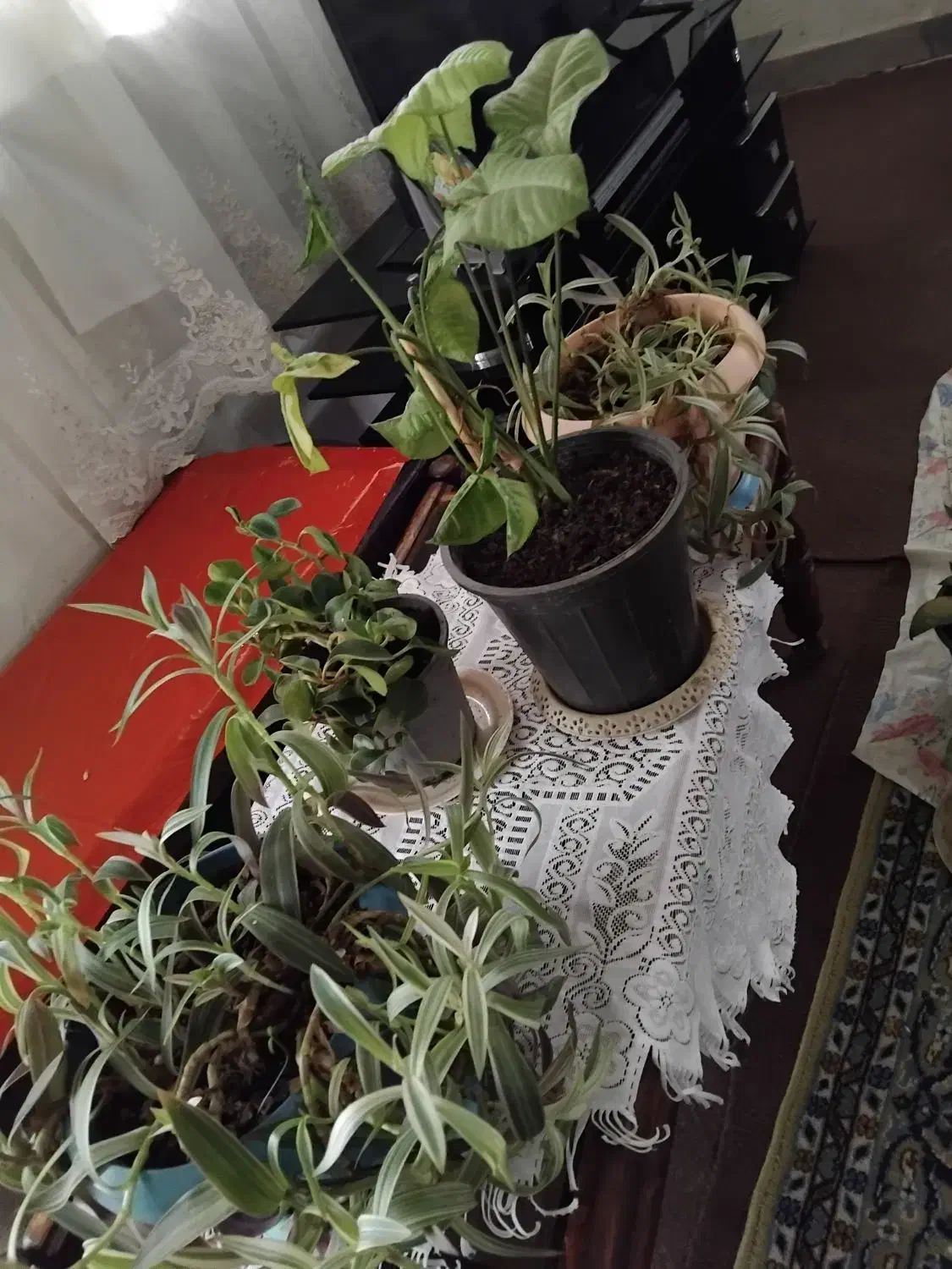 گلهای آپارتمانی|گل و گیاه طبیعی|رشت, لاکان|دیوار