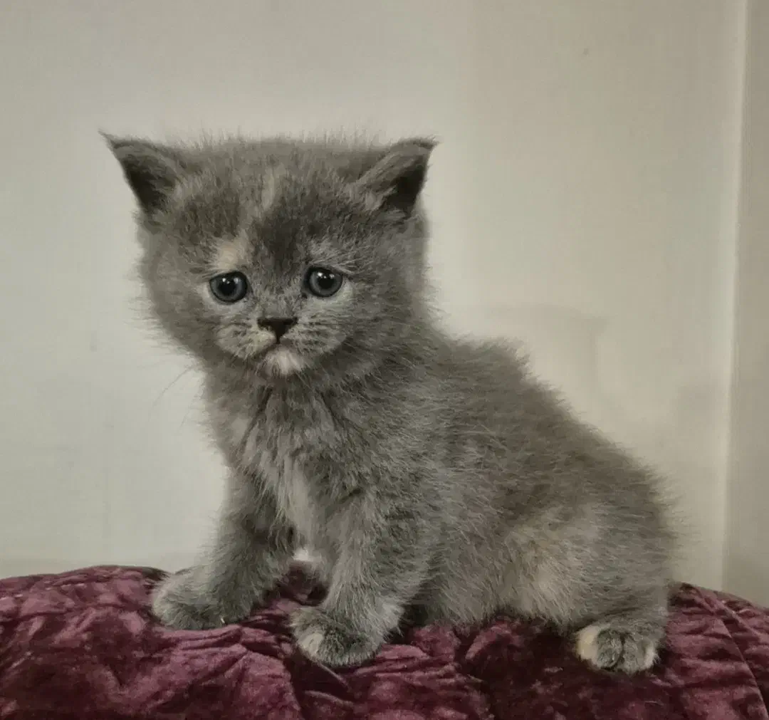 گربه اسکاتیش بریتیش|گربه|کرج, عظیمیه|دیوار