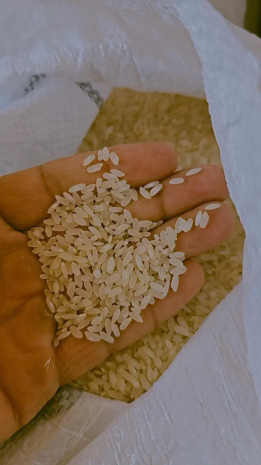 برنج کامفیروزی (تنها برنج طبع گرم در ایران)|عمده‌فروشی|کامفیروز, |دیوار