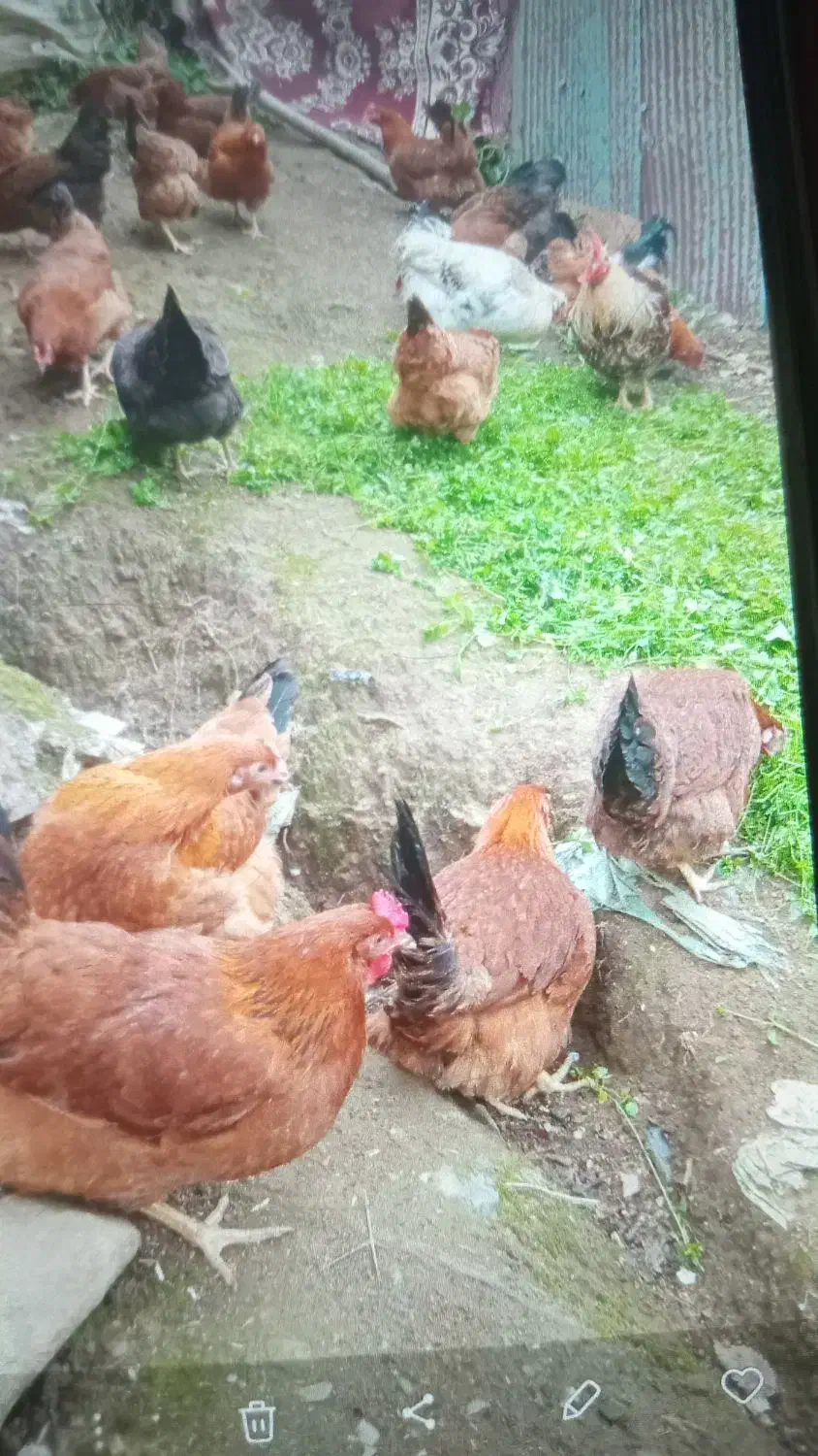 مرغ وخروس محلی ارگانیک|حیوانات مزرعه|لنگرود, |دیوار