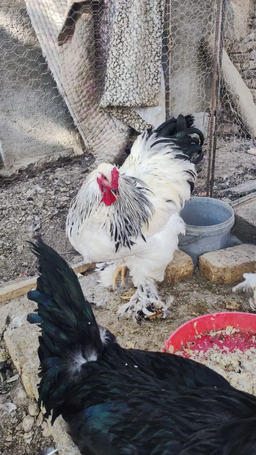 خروس برهما و مرندی|حیوانات مزرعه|هشتگرد, خور|دیوار