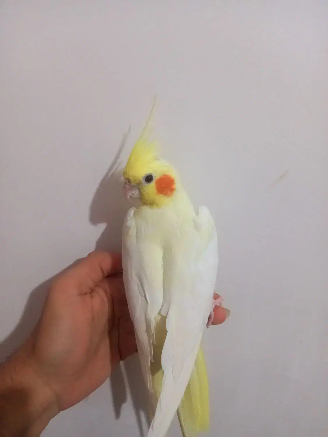 عروس هلندی|پرنده|شاهرود, |دیوار