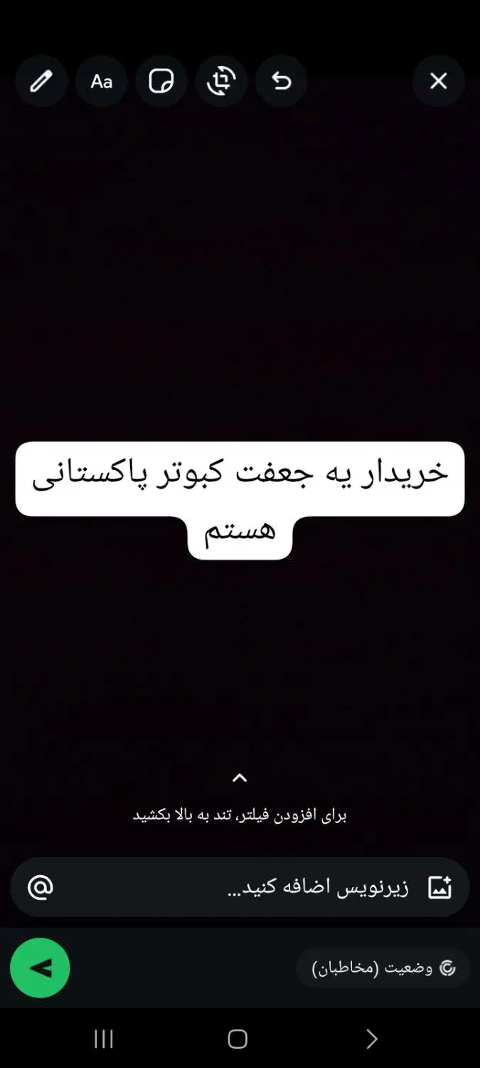 کبوتر پاکستانی|پرنده|بندر دیر, |دیوار