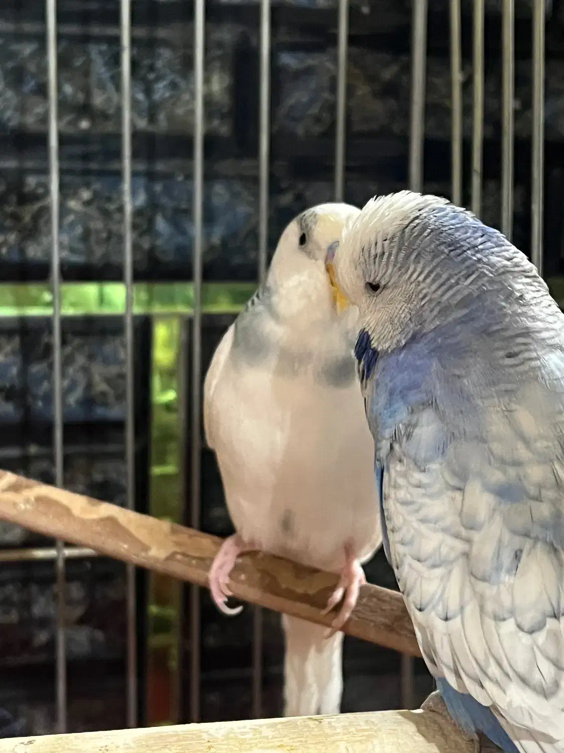 عروس هلندی و مرغ عشق با تخفیف‌ ویژه|پرنده|آبیک, |دیوار