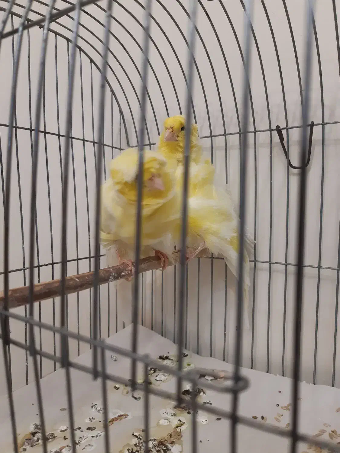 جفت قناری فر|پرنده|تهران, حشمتیه|دیوار