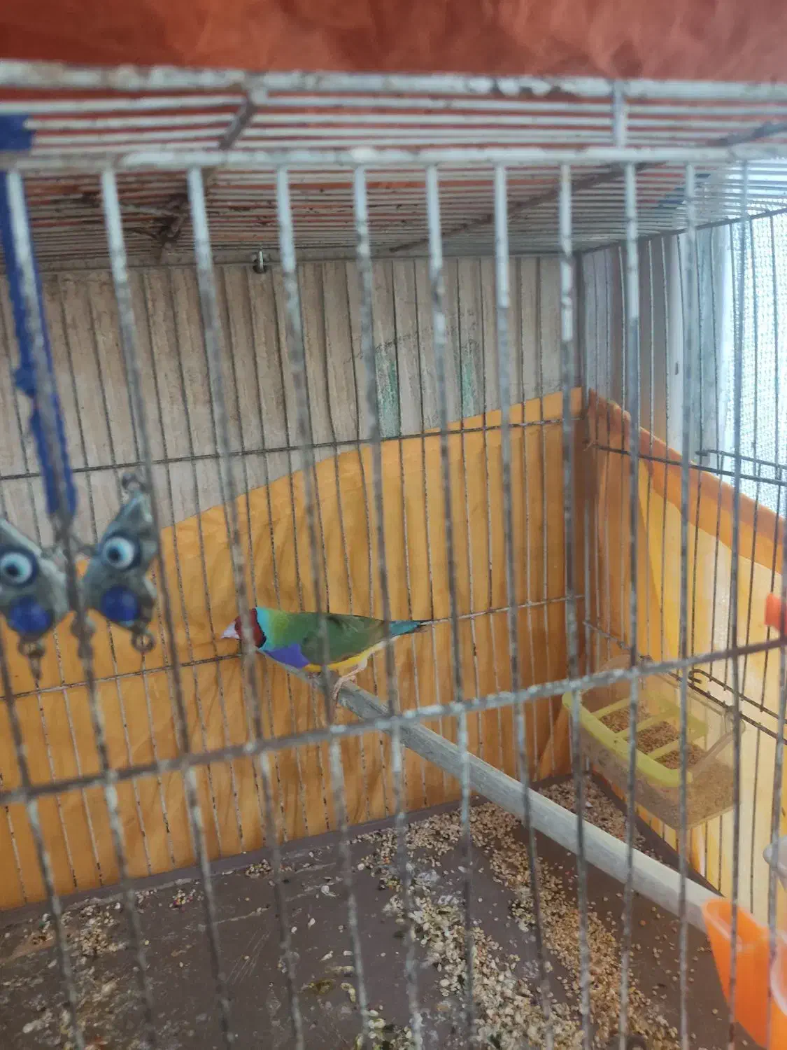 فنچ گلدین|پرنده|قرچک, شهرک مهستان|دیوار