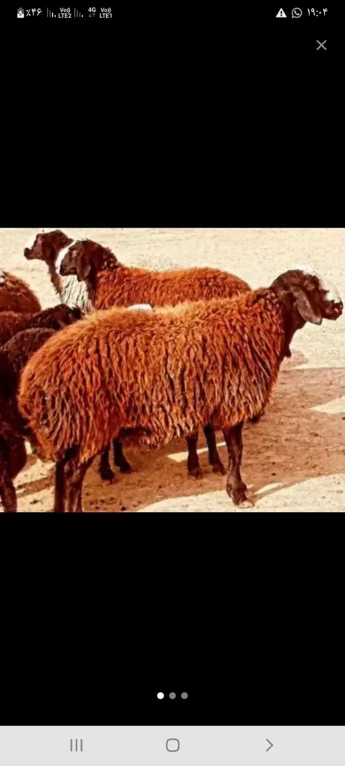 بره نر گوشتی|حیوانات مزرعه|بوئین زهرا, |دیوار