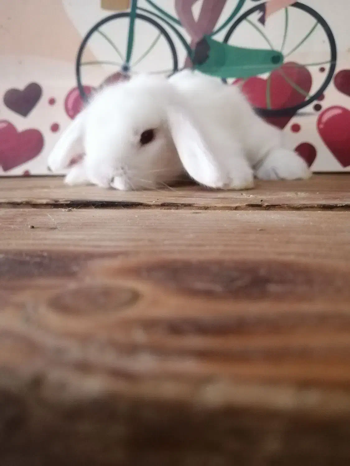 لوپ|موش و خرگوش|کرج, کوی امامیه|دیوار